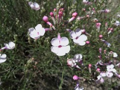 Penstemon ambiguus