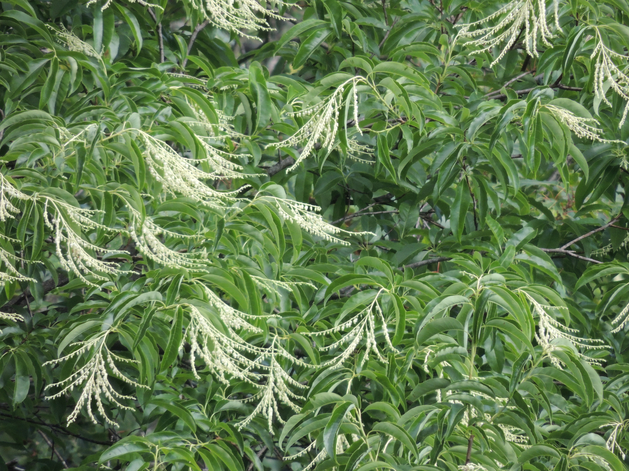 Oxydendrum arboreum