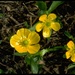Graceful Buttercup - Photo (c) 2001 California Academy of Sciences, some rights reserved (CC BY-NC-SA)