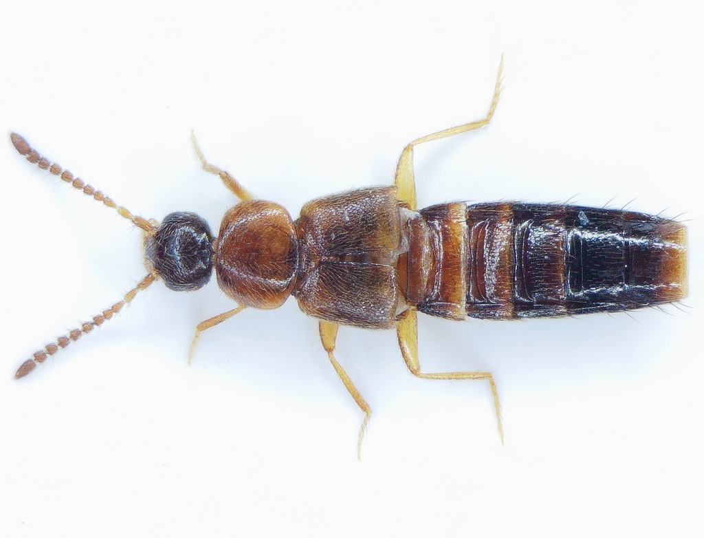 Mocyta negligens