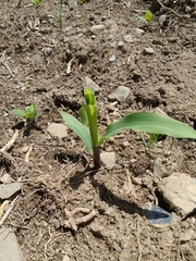 Zea mays mays