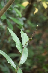 Alpinia oblongifolia, photograph author not stated, no rights reserved