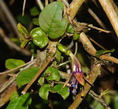 Fuchsia perscandens