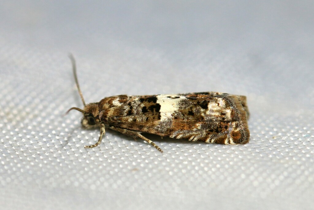 Epiblema graphana
