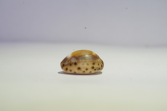 Pseudozonaria robertsi