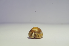 Pseudozonaria robertsi