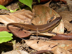 Eutropis lewisi