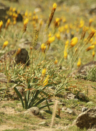 Eremurus stenophyllus, photograph 5