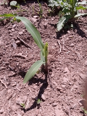 Zea mays mays
