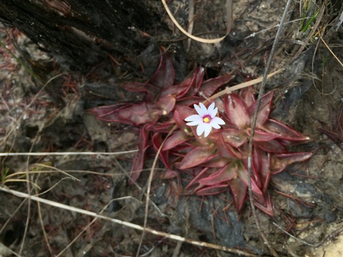 Pinguicula planifolia