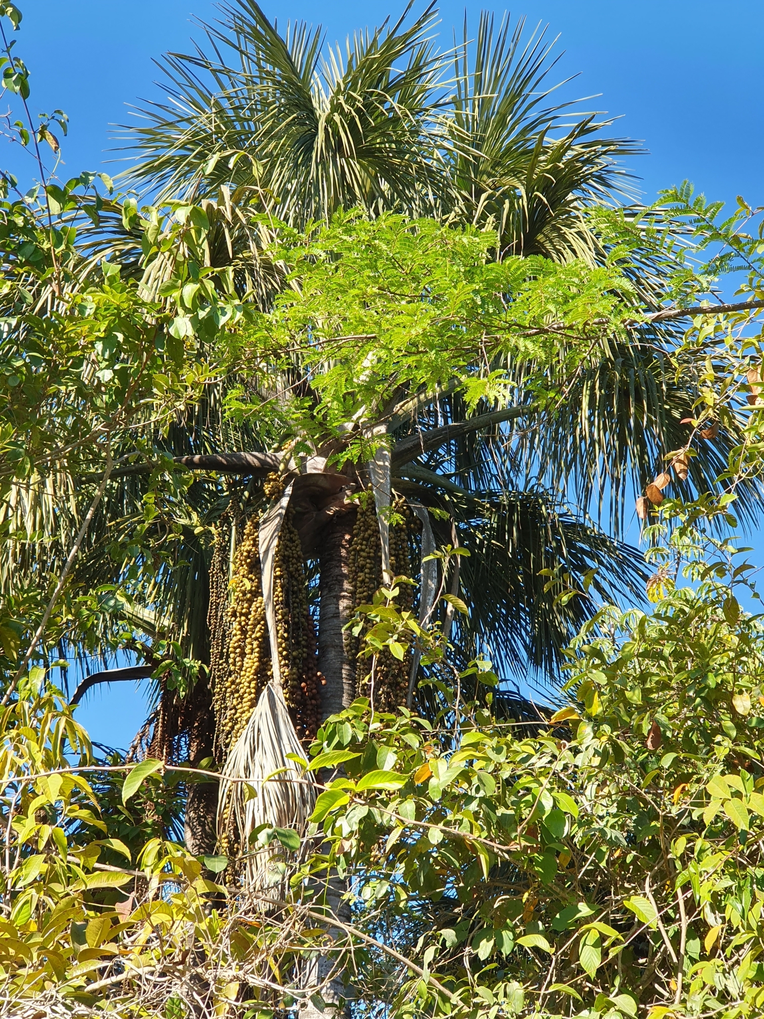 Mauritia flexuosa