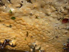 Didemnum carnulentum