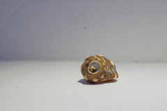 Acanthais brevidentata