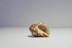Acanthais brevidentata