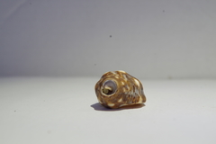 Acanthais brevidentata