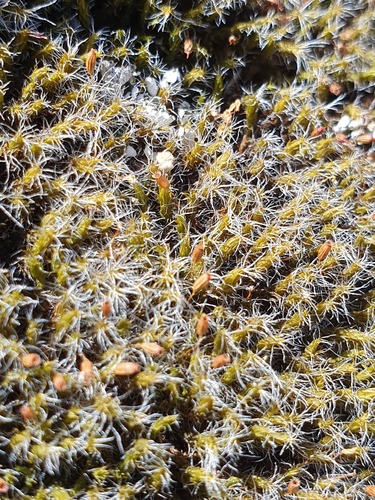 Grimmia decipiens observed 2024-06-14