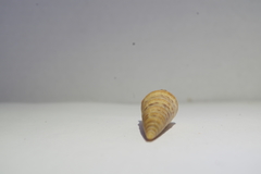 Turritellidae