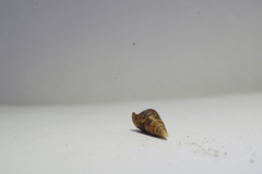 Turritella banksii