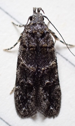 White-banded Pubitelphusa Moth photo 5