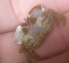 Lophopanopeus bellus