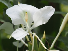 Hedychium coronarium image