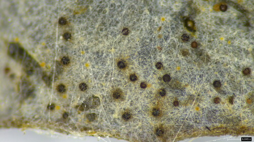 Golovinomyces sonchicola