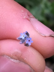 Myosotis stricta