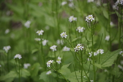garlic mustard