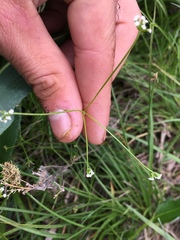 Tauschia tenuissima
