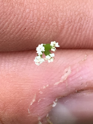 Leiberg's umbrellawort (Tauschia tenuissima)