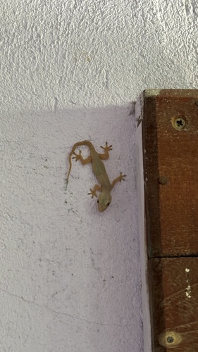 Asian House Gecko — seen at this dive site