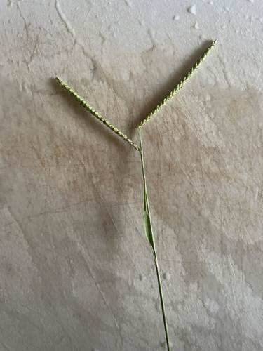 Paspalum pubiflorum observed 2024-06-19