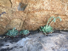 Echeveria strictiflora