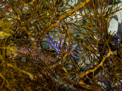 Phyllodesmium macphersonae