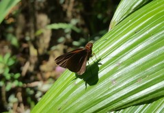 Miltomiges cinnamomea