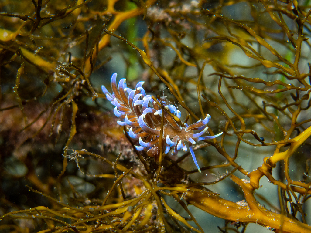 Freckled Soft Coral Eater