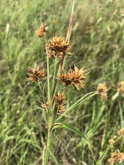 Rhynchospora indianolensis