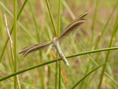 Merrifieldia tridactyla