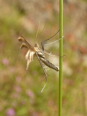 Merrifieldia tridactyla