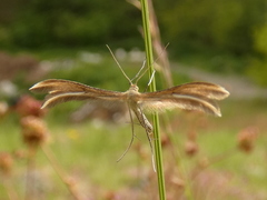 Merrifieldia tridactyla