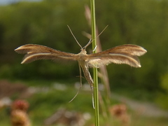 Merrifieldia tridactyla
