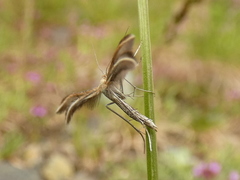 Merrifieldia tridactyla