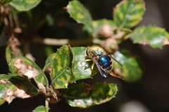 Eulonchus smaragdinus