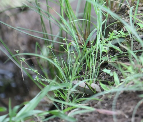 Image of Juncus prismatocarpus by (c) 胡正恆(Jackson Hu), some rights reserved (CC BY)
