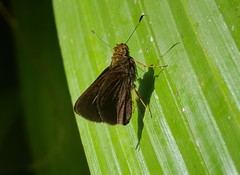 Miltomiges cinnamomea