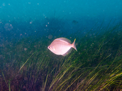 Parequula melbournensis