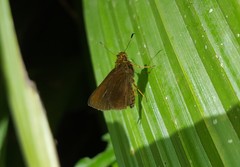 Miltomiges cinnamomea