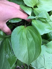 Trillium petiolatum