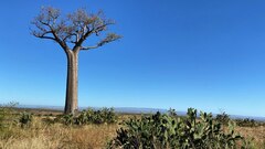 Adansonia za, photograph author not stated, no rights reserved