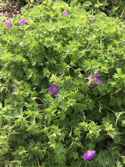 Geranium sanguineum